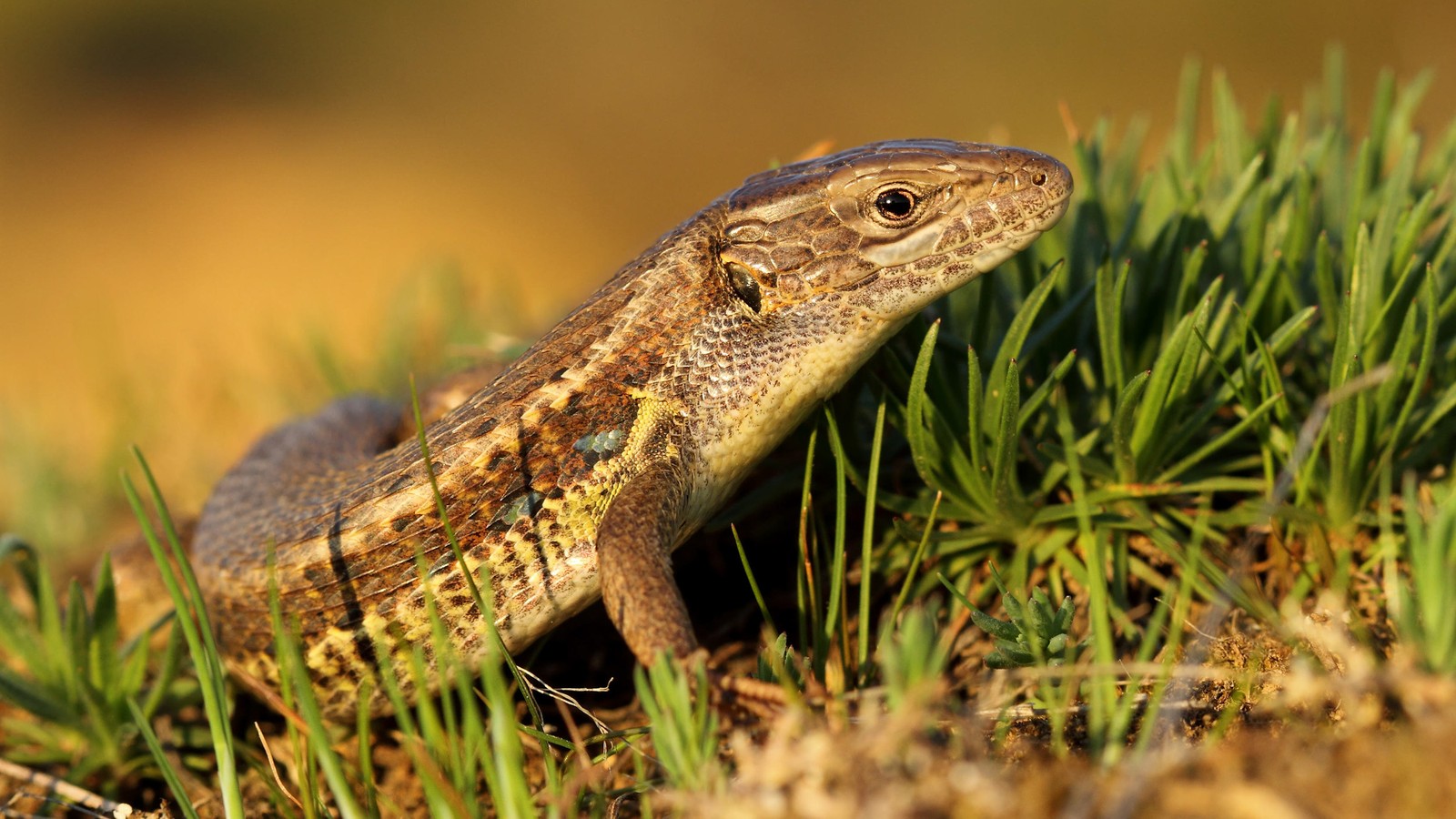 Detail Lizards Images Nomer 9