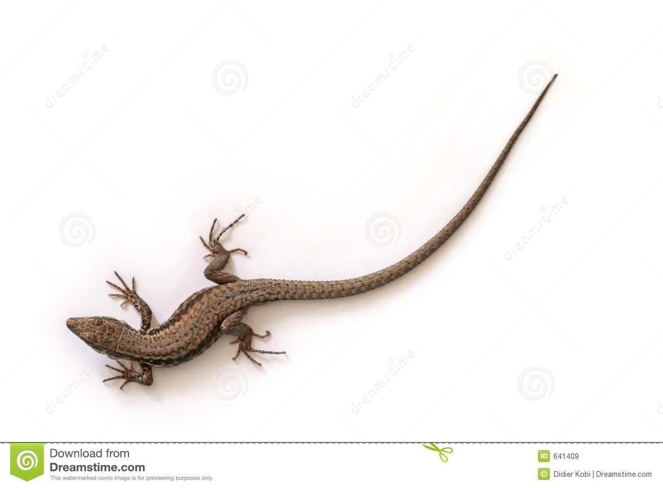 Detail Lizards Images Free Nomer 21