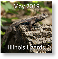 Detail Lizards Pics Nomer 9