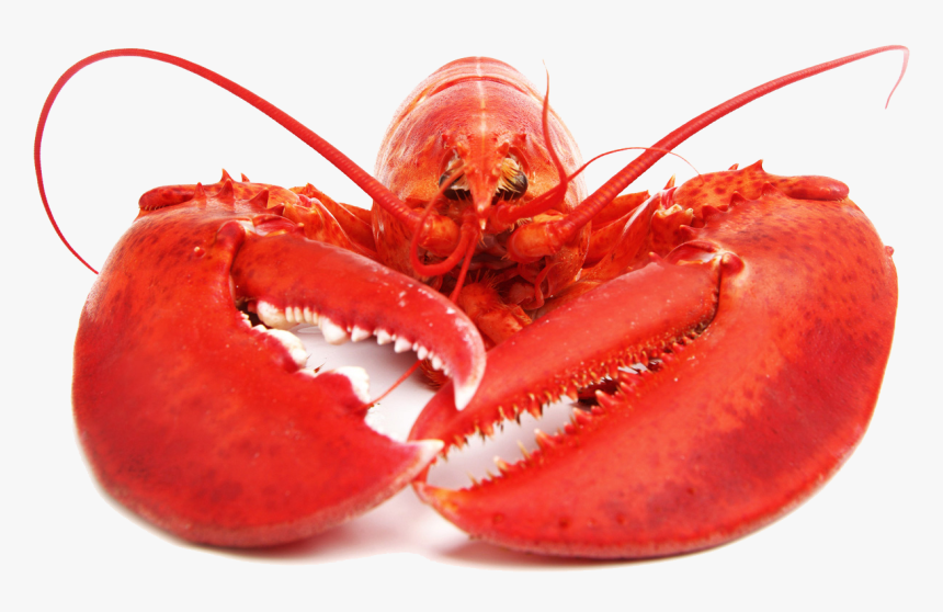 Detail Lobster Images Free Nomer 14