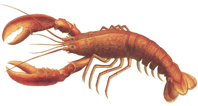 Detail Lobster Images Free Nomer 25