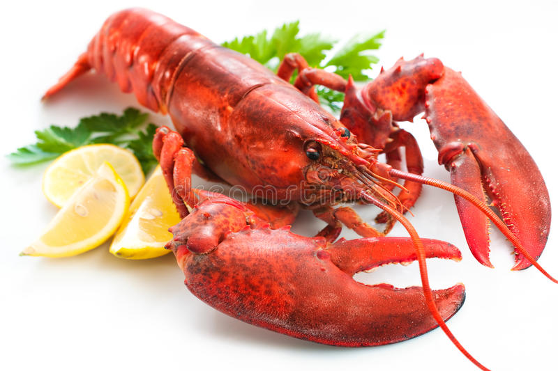 Detail Lobster Images Free Nomer 4