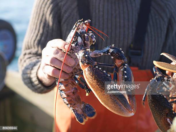 Detail Lobster Images Free Nomer 31