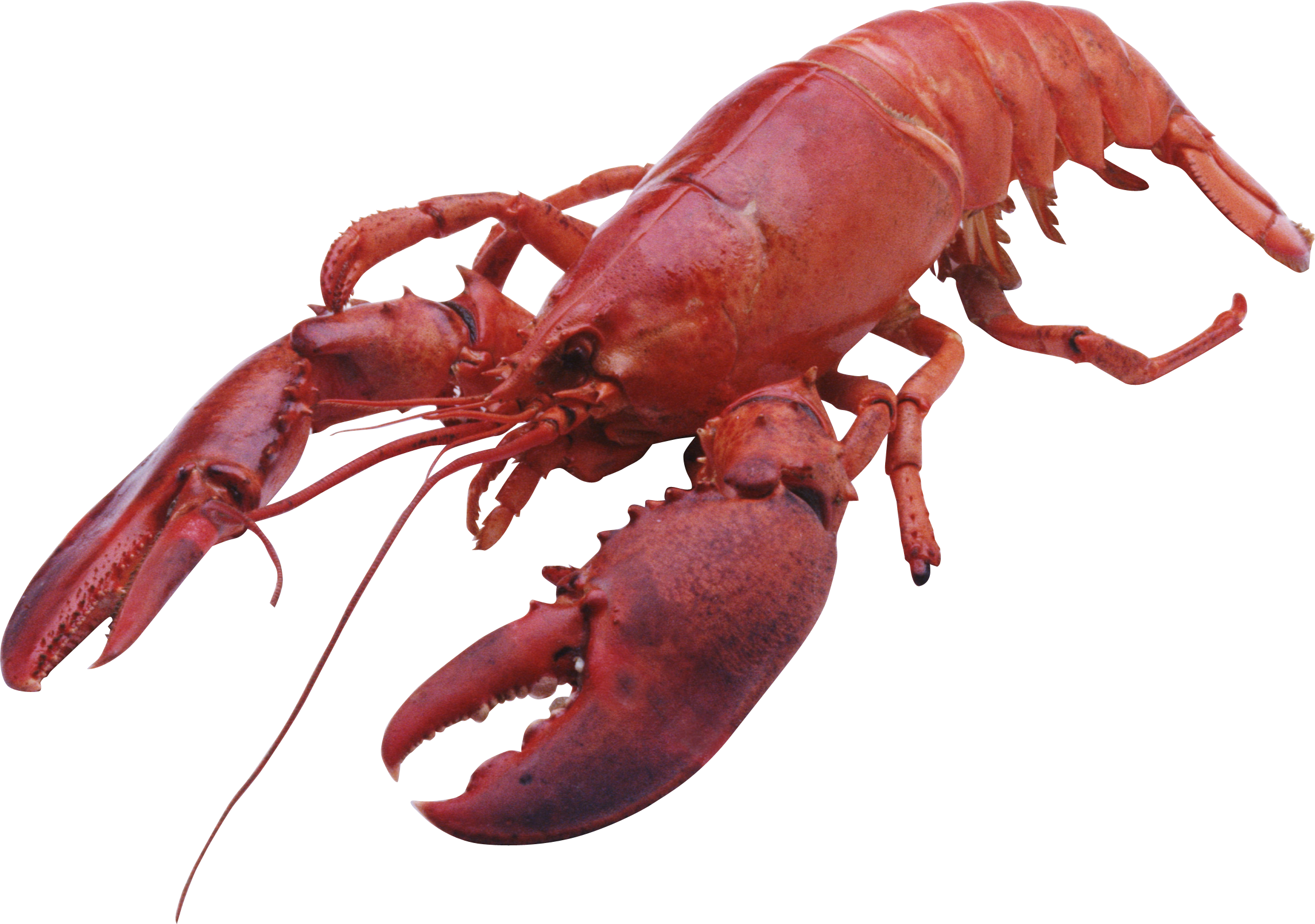 Lobster Png - KibrisPDR