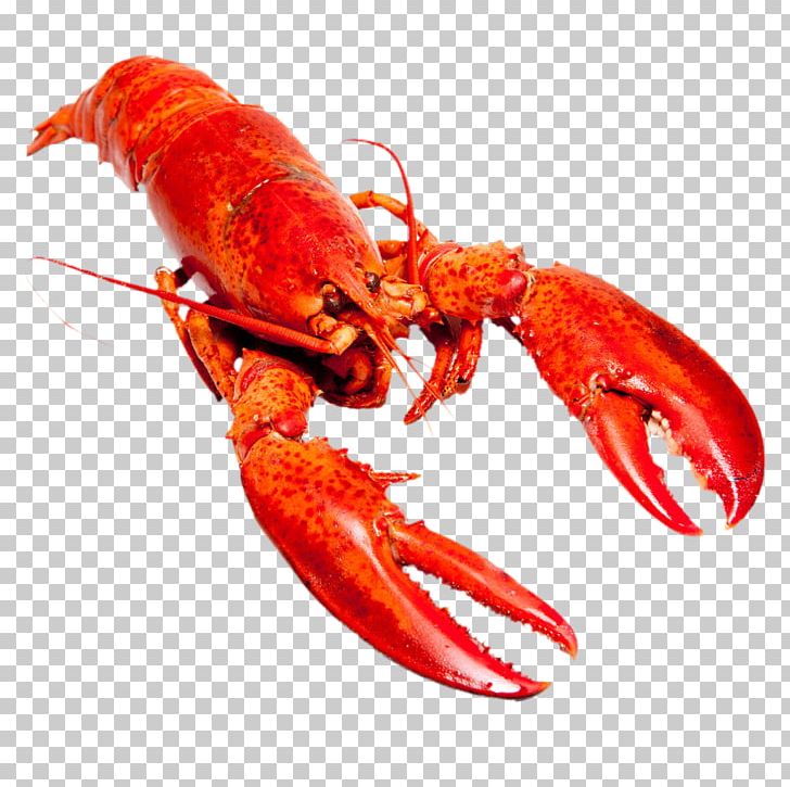 Detail Lobster Png Nomer 23