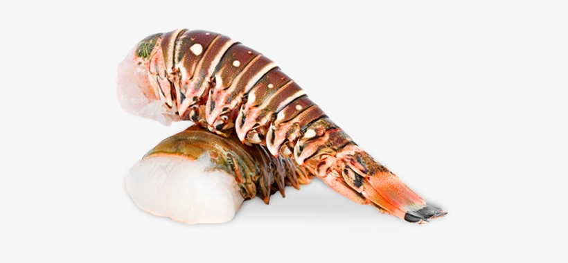 Detail Lobster Tail Png Nomer 2