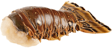 Detail Lobster Tail Png Nomer 12