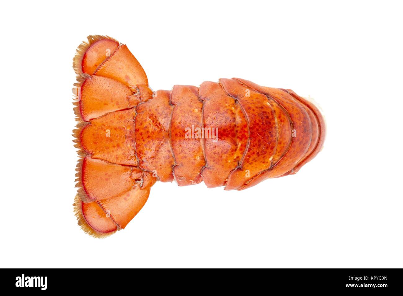 Detail Lobster Tail Png Nomer 26