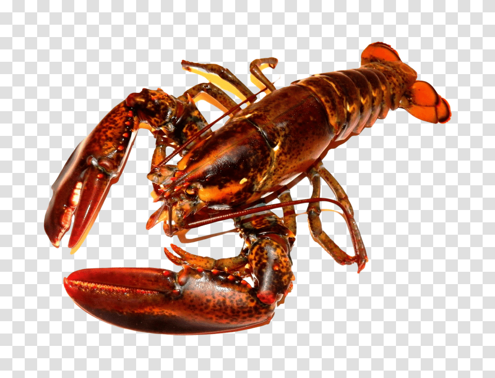 Detail Lobster Transparent Background Nomer 24