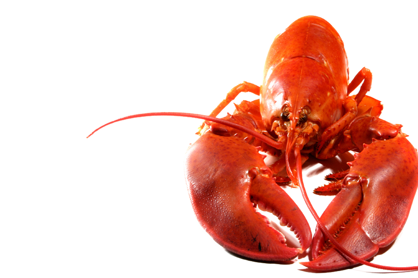 Download Lobster Transparent Background Nomer 8
