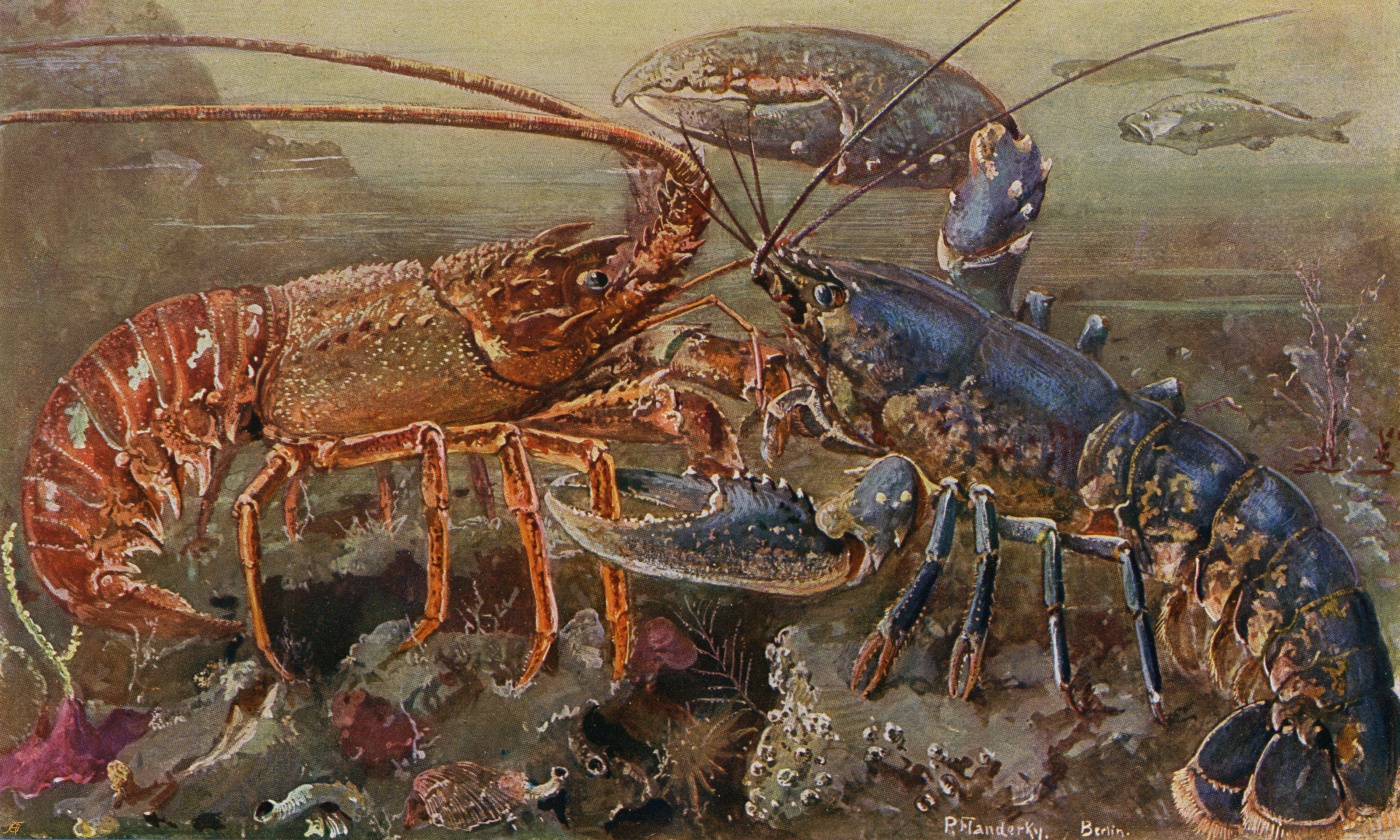 Detail Lobsters Images Nomer 20