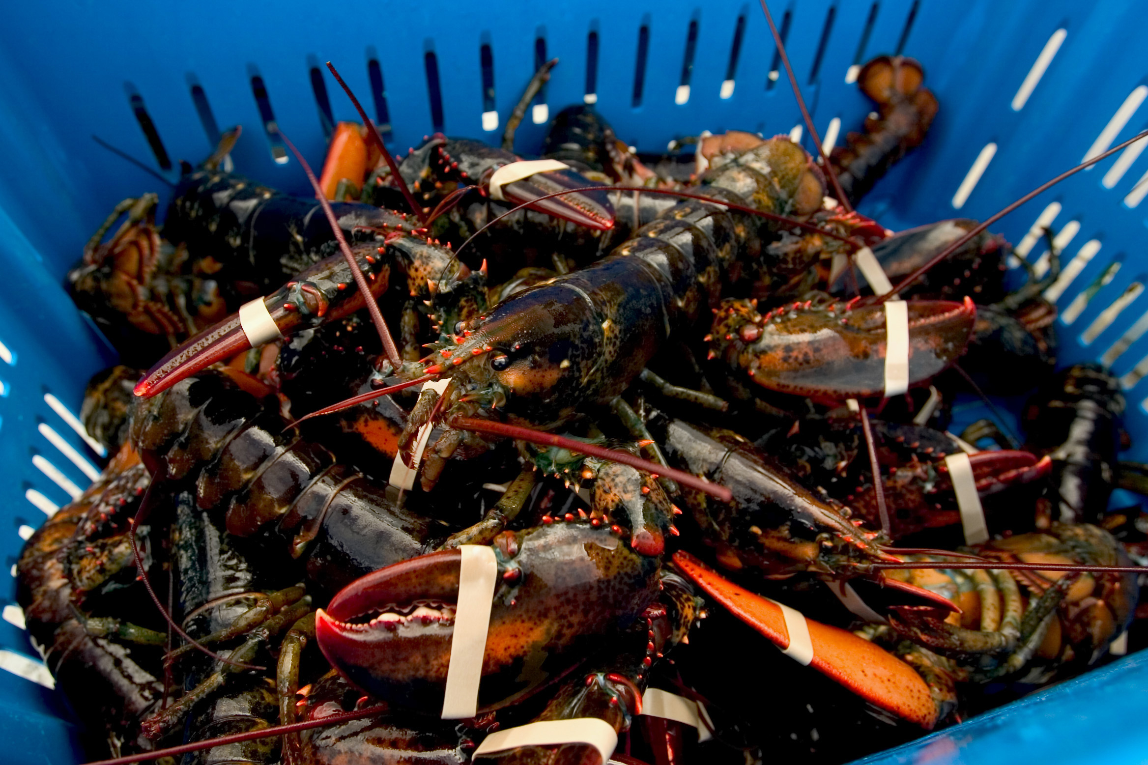 Detail Lobsters Images Nomer 50