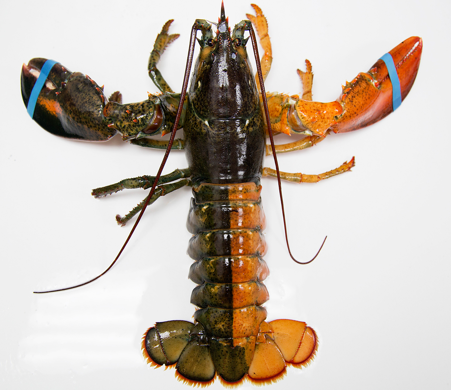 Detail Lobsters Images Nomer 9