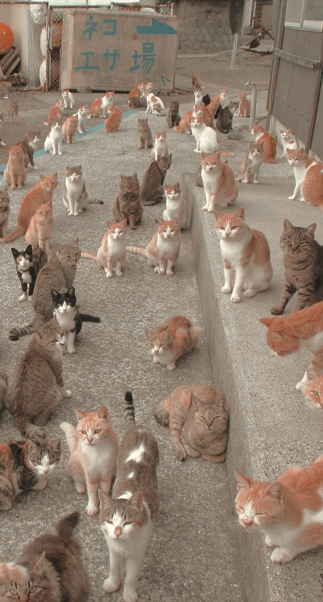 Detail Lockscreen Kucing Aesthetic Nomer 40