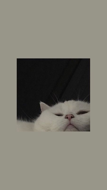 Detail Lockscreen Wallpaper Kucing Aesthetic Nomer 19