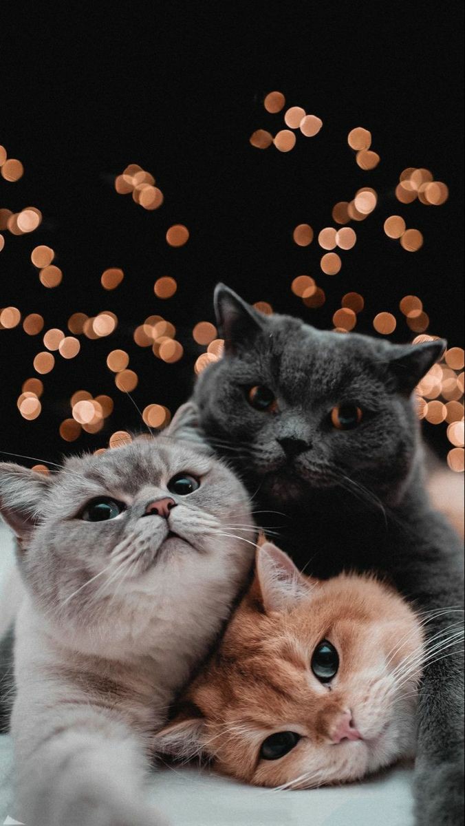 Detail Lockscreen Wallpaper Kucing Aesthetic Nomer 38