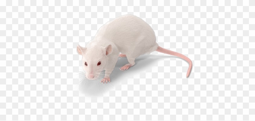 Detail Mouse Transparent Background Nomer 13