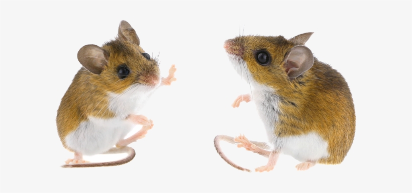 Detail Mouse Transparent Background Nomer 23