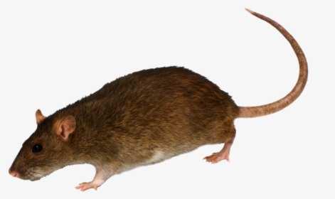 Detail Mouse Transparent Background Nomer 27