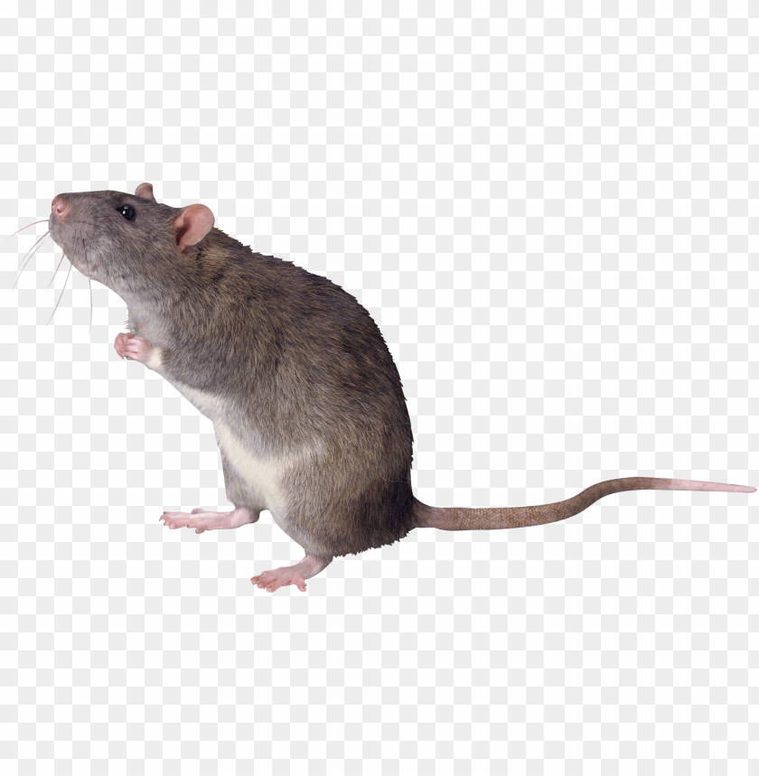 Detail Mouse Transparent Background Nomer 3