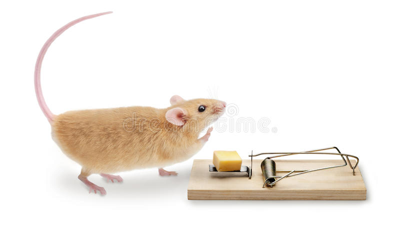 Detail Mouse Trap Images Nomer 50