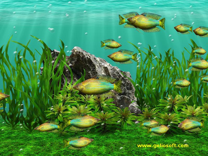 Detail Moving 3d Fish Wallpaper Nomer 26