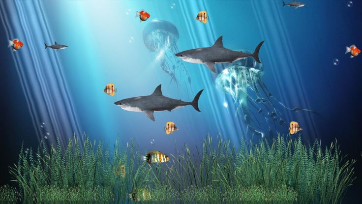 Detail Moving 3d Fish Wallpaper Nomer 33