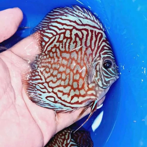 Detail Mozaik Discus Nomer 18