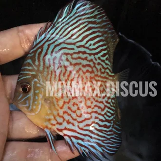 Detail Mozaik Discus Nomer 30