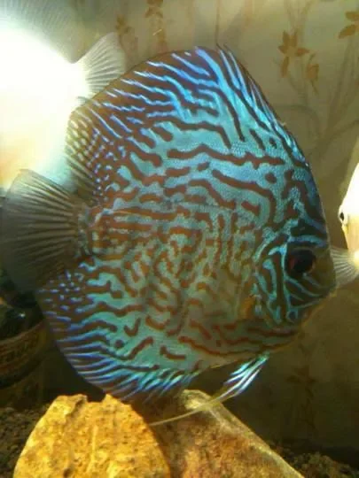 Detail Mozaik Discus Nomer 33