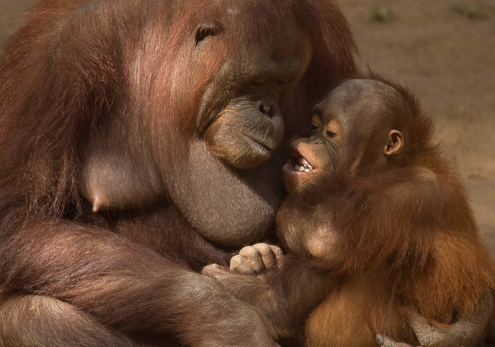 Detail Muka Orang Utan Nomer 18