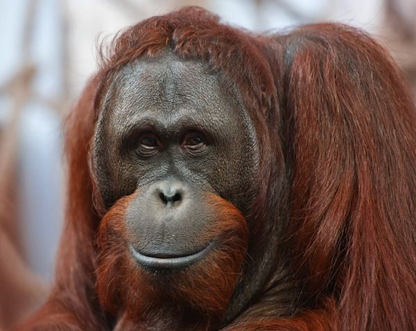 Detail Muka Orang Utan Nomer 23