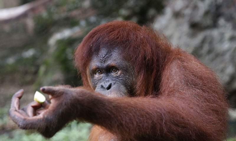 Detail Muka Orang Utan Nomer 25