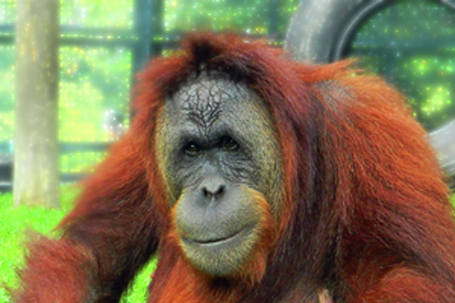 Detail Muka Orang Utan Nomer 28