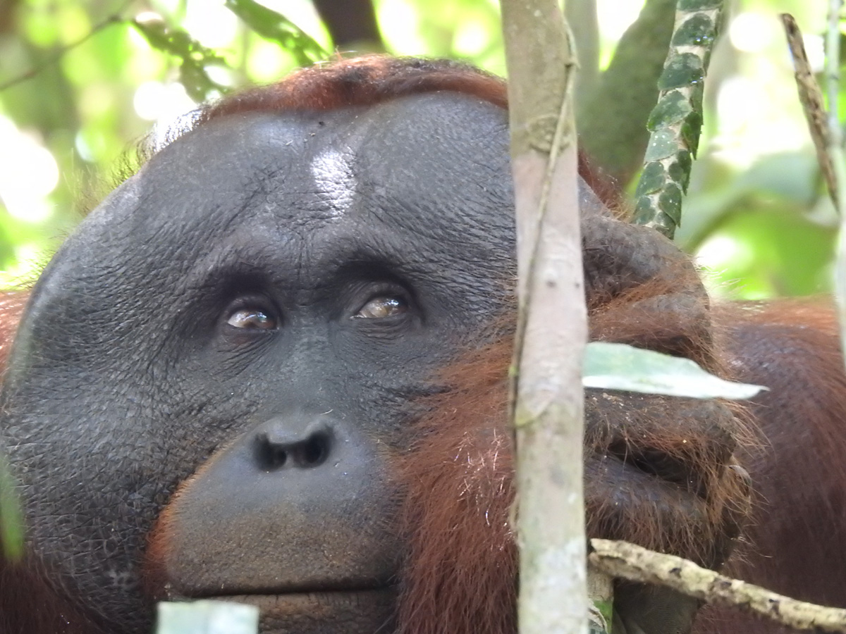 Detail Muka Orang Utan Nomer 31