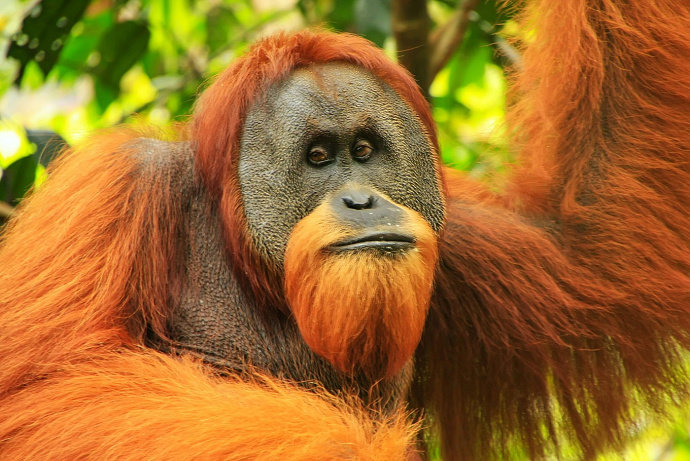 Detail Muka Orang Utan Nomer 34