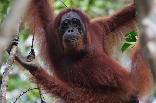 Detail Muka Orang Utan Nomer 40