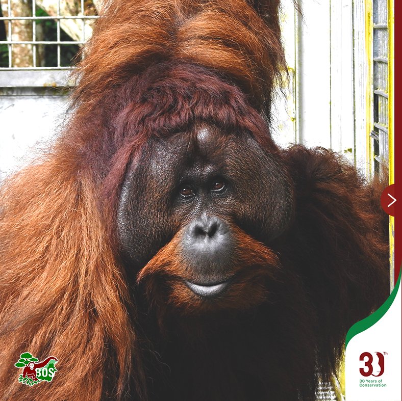 Detail Muka Orang Utan Nomer 48