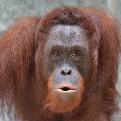 Detail Muka Orang Utan Nomer 8