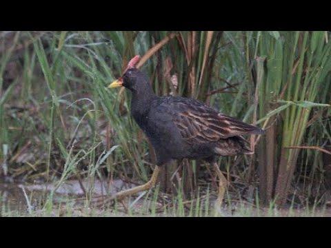 Detail Mulut Burung Ayam Dan Itik Nomer 13