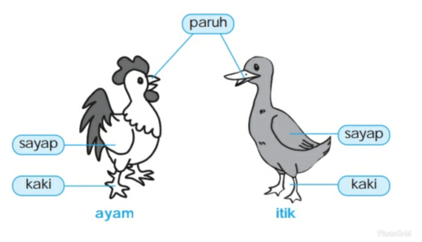 Detail Mulut Burung Ayam Dan Itik Nomer 4