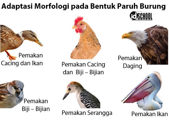 Detail Mulut Burung Ayam Dan Itik Nomer 31