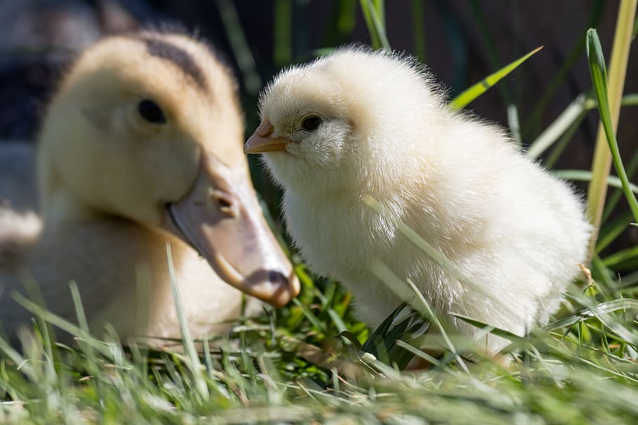 Detail Mulut Burung Ayam Dan Itik Nomer 51