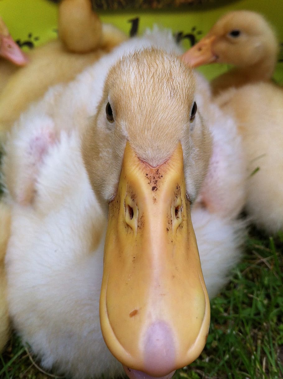 Detail Mulut Burung Ayam Dan Itik Nomer 54