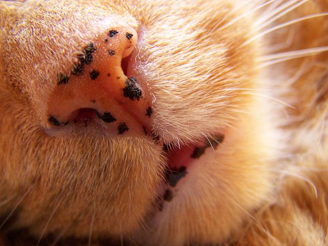 Detail Mulut Kucing Hitam Nomer 26
