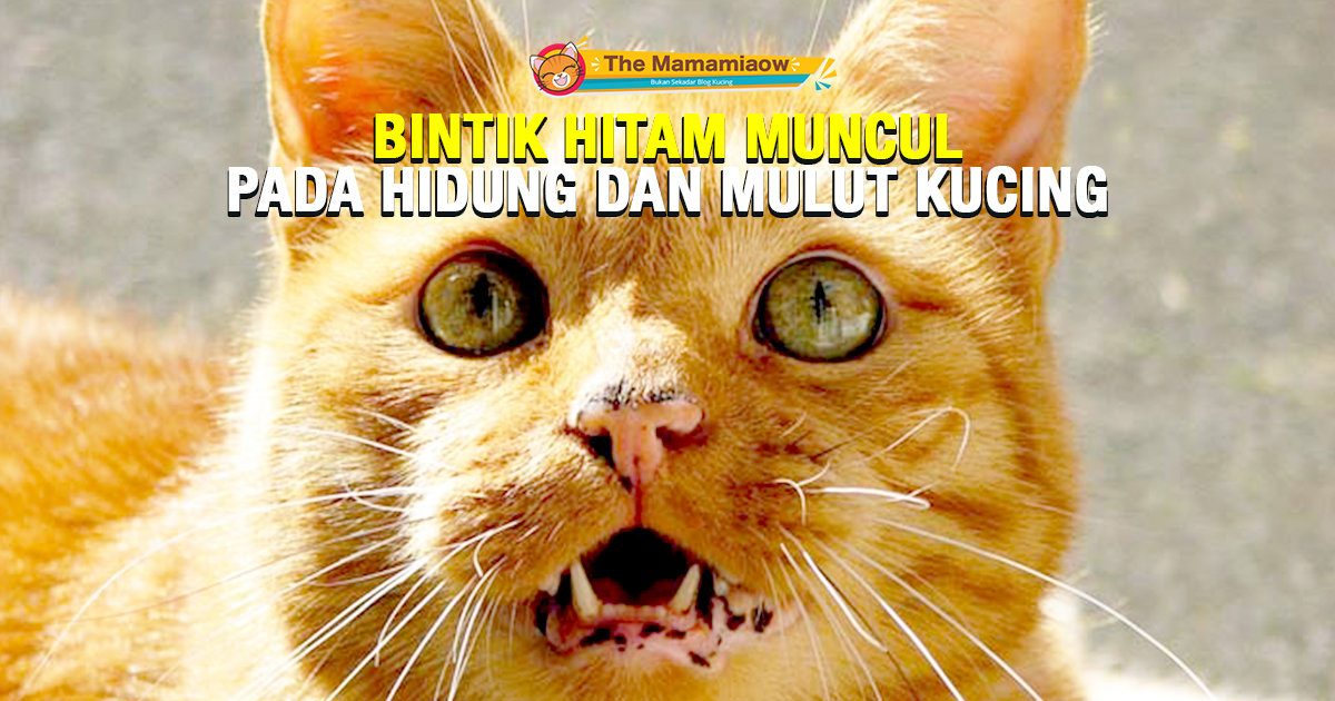 Detail Mulut Kucing Hitam Nomer 53