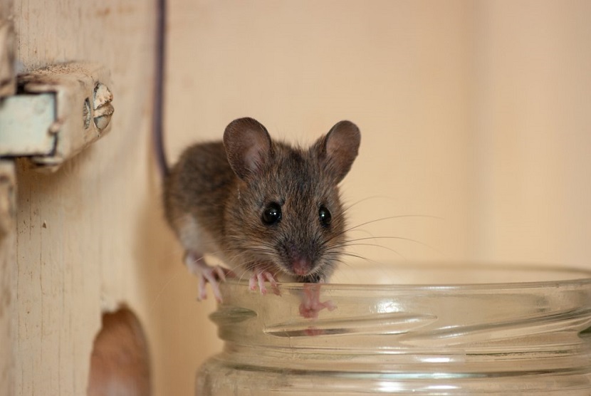Detail Munculnya Tikus Di Rumah Akibat Dosa Nomer 14