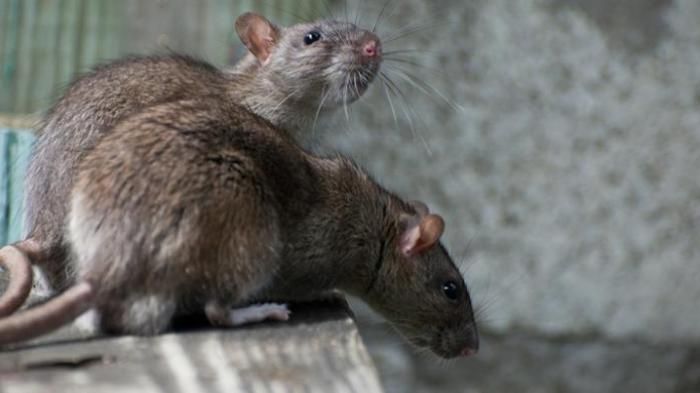 Detail Munculnya Tikus Di Rumah Akibat Dosa Nomer 25
