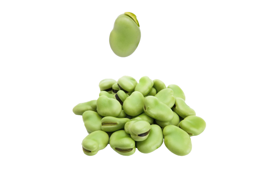 Detail Mung Bean Png Nomer 32