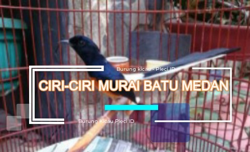 Detail Murai Batu Medan Asli Nomer 48